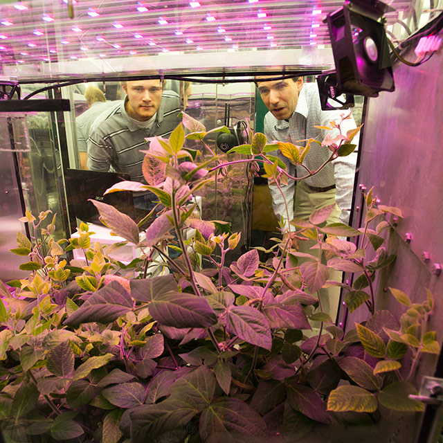 Two men looking into a plant growth chamber.